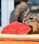 Hvordan betennelse i tarmen hos katter behandles Tarmsykdom hos katter symptomer og behandling
